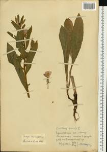 Oenothera biennis L., Eastern Europe, North Ukrainian region (E11) (Ukraine)