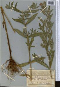 Epilobium hirsutum L., Middle Asia, Northern & Central Tian Shan (M4) (Kazakhstan)
