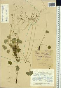 Micranthes nudicaulis, Siberia, Yakutia (S5) (Russia)