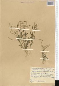 Strigosella africana (L.) Botsch., Middle Asia, Western Tian Shan & Karatau (M3) (Kyrgyzstan)