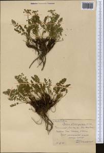 Vicatia coniifolia Wall. ex DC., Middle Asia, Western Tian Shan & Karatau (M3) (Kazakhstan)