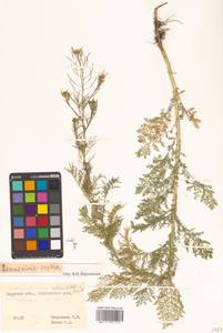 Descurainia sophia (L.) Webb ex Prantl, Siberia, Russian Far East (S6) (Russia)