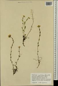 Noccaea cochleariforme (DC.) Á. Löve & D. Löve, Mongolia (MONG) (Mongolia)