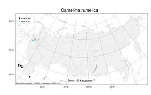 Camelina rumelica Velen., Atlas of the Russian Flora (FLORUS) (Russia)