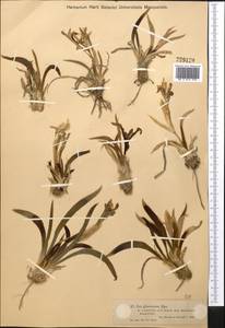 Iris scariosa Willd. ex Link, Middle Asia, Muyunkumy, Balkhash & Betpak-Dala (M9) (Kazakhstan)