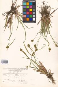 Carex flava L., Eastern Europe, West Ukrainian region (E13) (Ukraine)