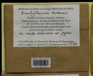 Brachythecium buchananii (Hook.) A. Jaeger, Bryophytes, Bryophytes - Russian Far East (excl. Chukotka & Kamchatka) (B20) (Russia)