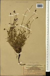 Papaver armeniacum subsp. armeniacum, Caucasus, Azerbaijan (K6) (Azerbaijan)