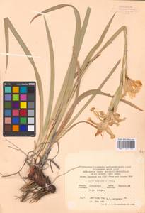 Iris halophila Pall., Eastern Europe, North Ukrainian region (E11) (Ukraine)