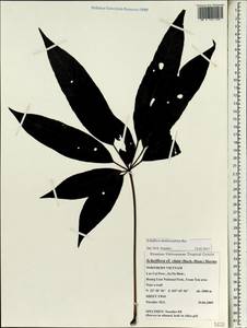 Heptapleurum membranifolium (Bui) G. M. Plunkett & Lowry, South Asia, South Asia (Asia outside ex-Soviet states and Mongolia) (ASIA) (Vietnam)