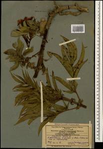 Sambucus ebulus L., Caucasus, Azerbaijan (K6) (Azerbaijan)