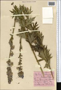 Aconitum talassicum Popov, Middle Asia, Western Tian Shan & Karatau (M3) (Uzbekistan)