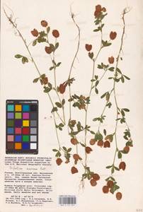 Trifolium aureum Pollich, Eastern Europe, Lower Volga region (E9) (Russia)