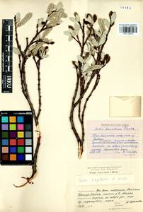 Salix krylovii E. Wolf, Siberia, Baikal & Transbaikal region (S4) (Russia)