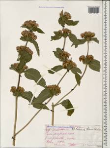 Phlomis herba-venti subsp. pungens (Willd.) Maire ex DeFilipps, Caucasus, Black Sea Shore (from Novorossiysk to Adler) (K3) (Russia)