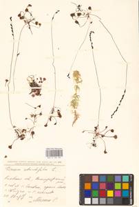 Drosera rotundifolia L., Eastern Europe, North Ukrainian region (E11) (Ukraine)