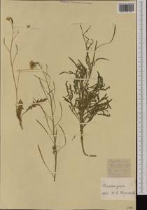 Diplotaxis tenuifolia (L.) DC., Western Europe (EUR) (Netherlands)