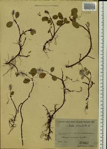 Salix reticulata L., Siberia, Yakutia (S5) (Russia)