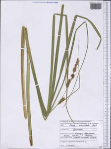 Carex utriculata Boott, America (AMER) (United States)