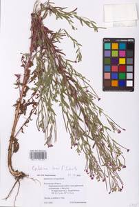 Epilobium lamyi F. W. Schultz, Eastern Europe, Central region (E4) (Russia)