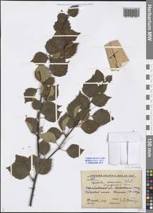 Betula pendula Roth, Eastern Europe, Lower Volga region (E9) (Russia)