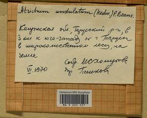 Atrichum undulatum (Hedw.) P. Beauv., Bryophytes, Bryophytes - Middle Russia (B6) (Russia)