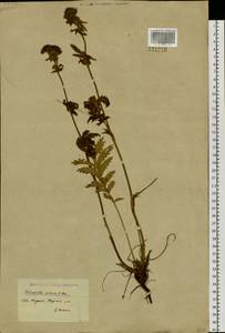Potentilla longifolia Willd., Siberia, Yakutia (S5) (Russia)