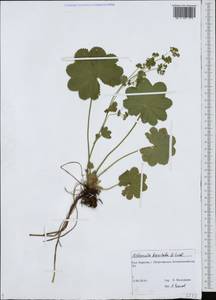Alchemilla breviloba H. Lindb., Eastern Europe, Northern region (E1) (Russia)