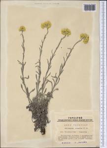 Helichrysum arenarium (L.) Moench, Siberia, Western Siberia (S1) (Russia)