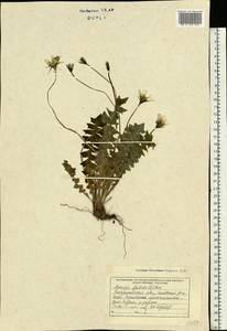 Aposeris foetida (L.) Less., Eastern Europe, West Ukrainian region (E13) (Ukraine)