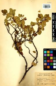 Betula fruticosa Pall., Siberia, Baikal & Transbaikal region (S4) (Russia)