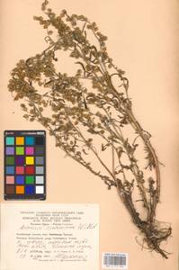 Artemisia sieversiana Ehrh. ex Willd., Eastern Europe, Eastern region (E10) (Russia)