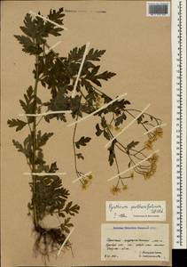 Tanacetum partheniifolium (Willd.) Sch. Bip., Crimea (KRYM) (Russia)