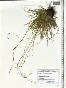 Carex pediformis C.A.Mey., Siberia, Central Siberia (S3) (Russia)