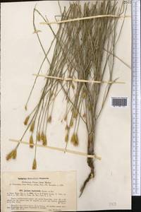Klasea leptoclada (Bornm. & Sint.) L. Martins, Middle Asia, Kopet Dag, Badkhyz, Small & Great Balkhan (M1) (Turkmenistan)