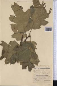 Quercus kelloggii Newb., America (AMER) (United States)