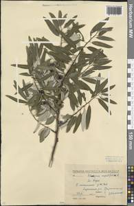 Elaeagnus angustifolia L., Caucasus, North Ossetia, Ingushetia & Chechnya (K1c) (Russia)