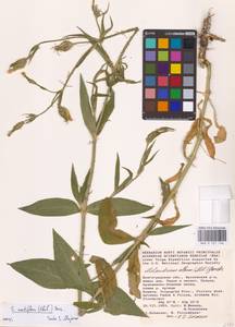 Silene noctiflora L., Eastern Europe, Lower Volga region (E9) (Russia)