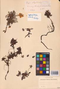 Dryas octopetala L., Eastern Europe, West Ukrainian region (E13) (Ukraine)