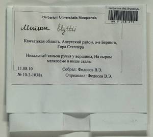 Mnium blyttii Bruch & Schimp., Bryophytes, Bryophytes - Chukotka & Kamchatka (B21) (Russia)