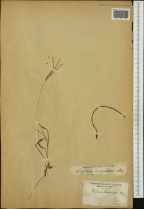 Digitaria horizontalis Willd., Australia & Oceania (AUSTR) (French Polynesia)