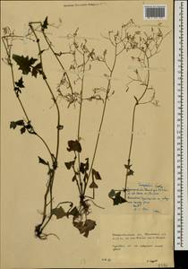Mycelis muralis (L.) Dumort., Eastern Europe, West Ukrainian region (E13) (Ukraine)