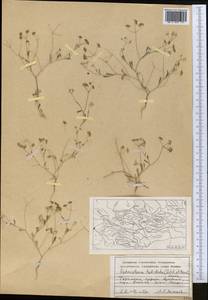 Pimpinella leptoclada (Aitch. & Hemsl.) Mousavi, Mozaff. & Zarre, Middle Asia, Kopet Dag, Badkhyz, Small & Great Balkhan (M1) (Turkmenistan)