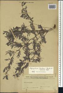 Prosopis farcta (Banks & Sol.)J.F.Macbr., Caucasus, Azerbaijan (K6) (Azerbaijan)