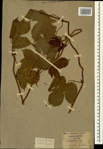 Humulus lupulus L., Caucasus, Krasnodar Krai & Adygea (K1a) (Russia)