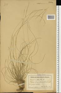 Nardus stricta L., Eastern Europe, Belarus (E3a) (Belarus)