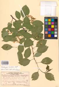 Crataegus rivularis Nutt. ex Torr. & A. Gray, Eastern Europe, Moscow region (E4a) (Russia)