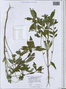 Euphorbia davidii Subils, Caucasus, Stavropol Krai, Karachay-Cherkessia & Kabardino-Balkaria (K1b) (Russia)