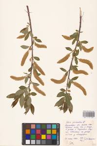 Salix pentandra L., Siberia, Western Siberia (S1) (Russia)
