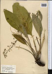Cynoglossum viridiflorum Pall. ex Lehm., Middle Asia, Muyunkumy, Balkhash & Betpak-Dala (M9) (Kazakhstan)